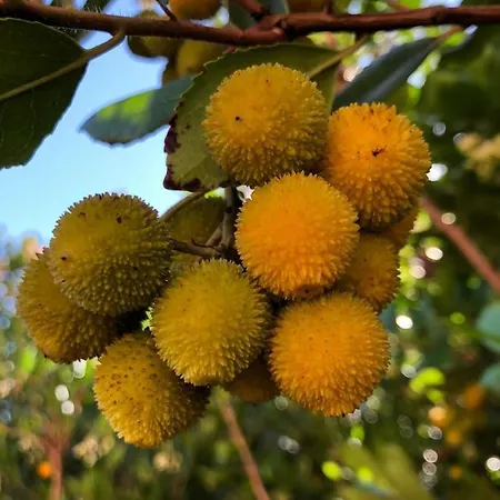 Alojamento de Acomodação e Pequeno-almoço Su Mere B&d