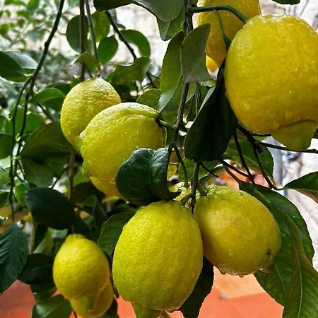 Su Mere B&d Cheremule