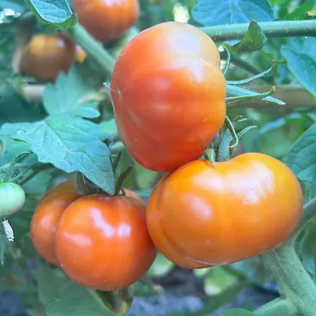 Alojamento de Acomodação e Pequeno-almoço Su Mere B&d *