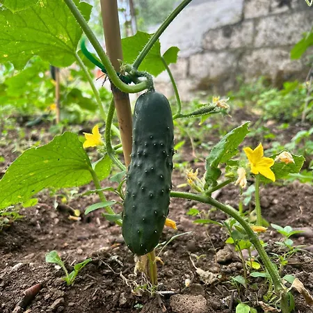 Alojamento de Acomodação e Pequeno-almoço Su Mere B&d