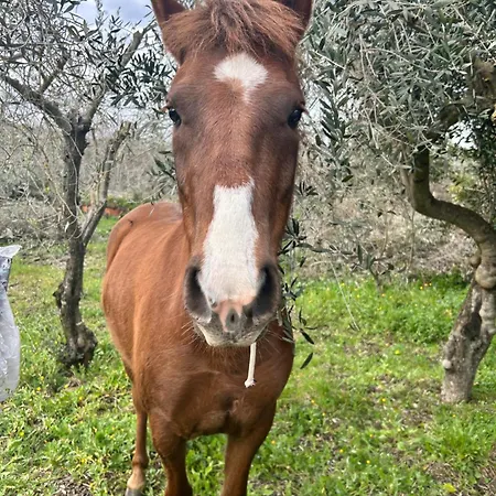 Alojamento de Acomodação e Pequeno-almoço Su Mere B&d Cheremule