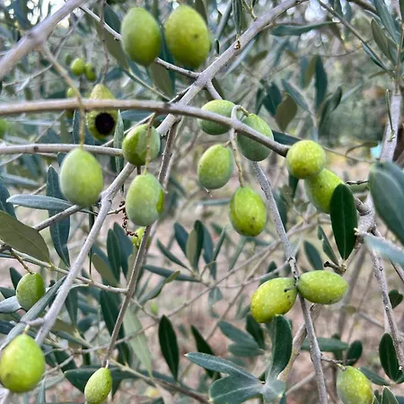 Su Mere B&d Cheremule