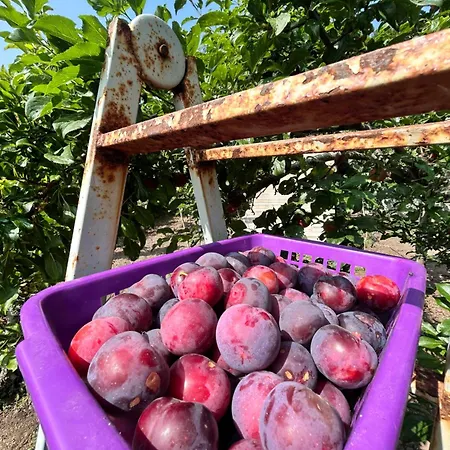 Su Mere B&d Bed & Breakfast