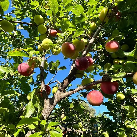 Su Mere B&d Bed & Breakfast *