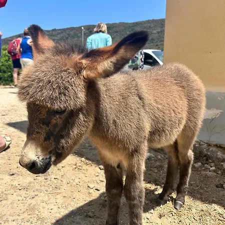 Bed & Breakfast Su Mere B&d *
