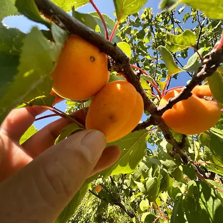 Su Mere B&d Bed & Breakfast