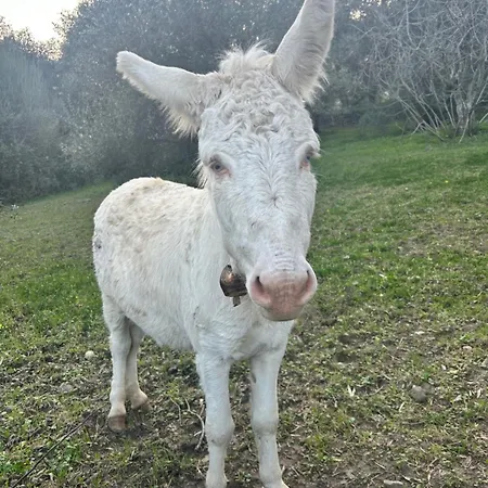 Su Mere B&d * Cheremule